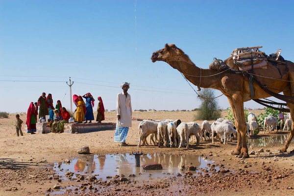 Jamba, India - April 02, 2007: Camel and sheep drink water from a road side pond in the Thar desert in Jamba, India. 