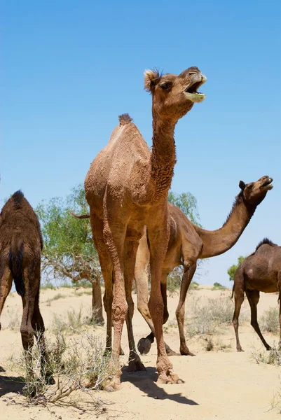 在印度拉贾斯坦邦贾巴附近的塔尔沙漠中 雌性骆驼呼吁将它们的小牛放在珊瑚中 — 图库照片