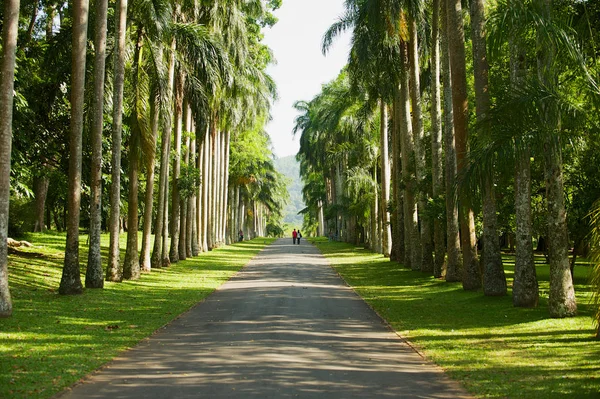 キャンディ スリランカ 2011年5月22日 人々はキャンディ スリランカのペラデニヤ王立植物園のヤシの木の路地の前を歩きます — ストック写真