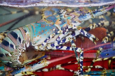 Su ıslak çizilmiş durak cam, Hong Kong, Çin'de deniz ürünleri pazarının arkasında renkli ıstakoz.