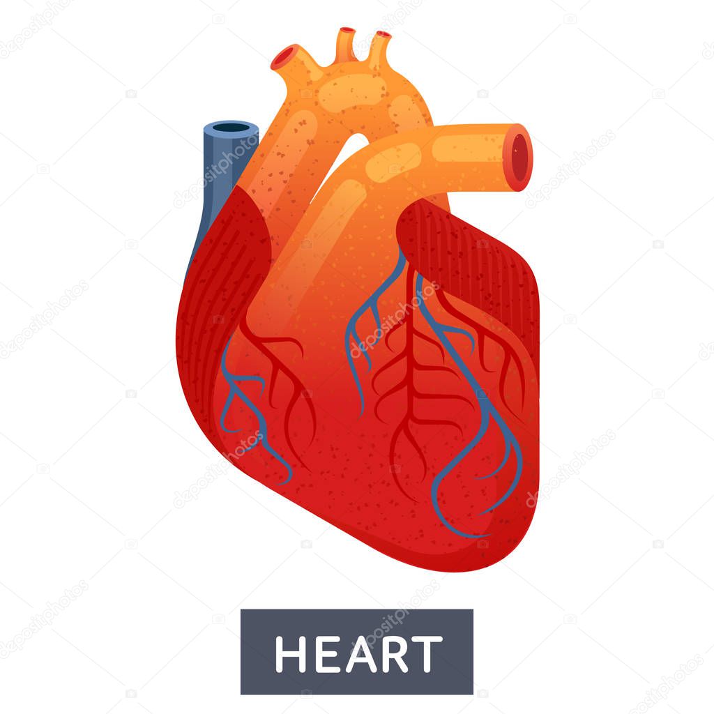 Vector flat illustrations, large human heart on a white background