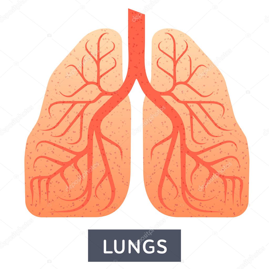 Vector flat illustrations, large human lungs on a white background