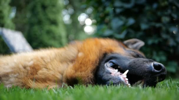 Slow motion - de herder op het gras liggen en rusten. — Stockvideo