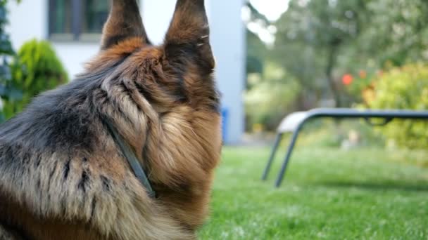 The head of shepherd looking in different direction in slow motion. — Stock Video