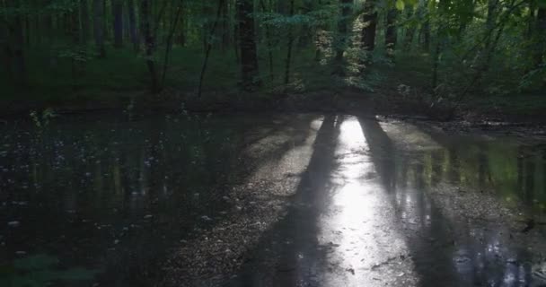 4k - träd och solljus reflekteras vackert i skogen sjön — Stockvideo