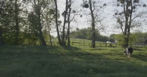 4 k - 田園地帯や草原で牛の放牧に沿った移動 — ストック動画
