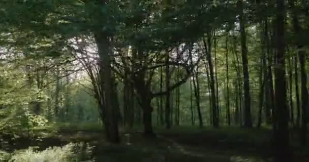 4K - Движение по молодому лесу в солнечное утро . — стоковое видео