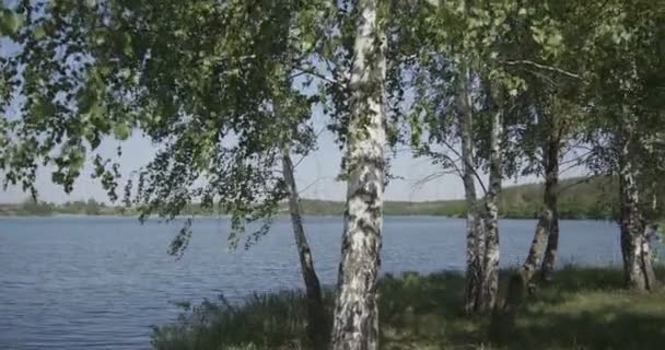 4k - approche d'un groupe de jeunes bouleaux près du lac — Video