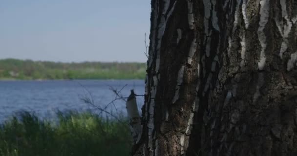 4k - beautiful birch in a dense green grass near a lake — Stock Video