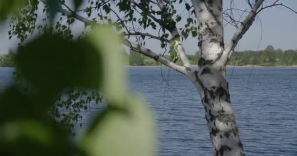 4k - Удаление из озера через березовую листву — стоковое видео