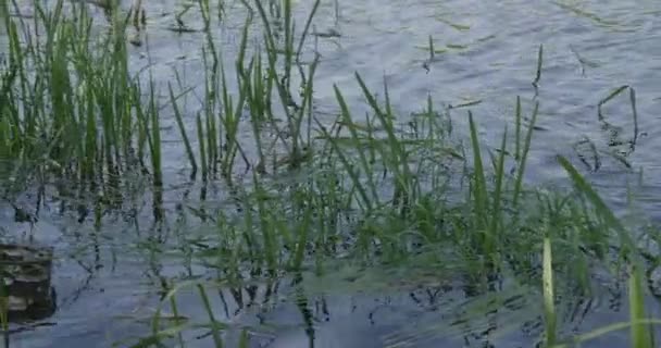 4K - Reeds balançar gradualmente na lagoa — Vídeo de Stock