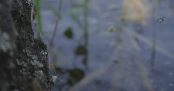 4k - birch and cobweb over the lake close up — Stock Video