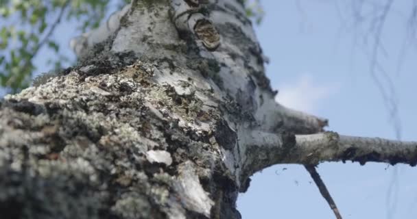 4K - texture of a birch bark close up — Stock Video