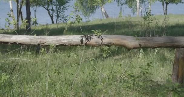 4K - The log is horizontally placed on a stump near the lake and trees — Stock Video