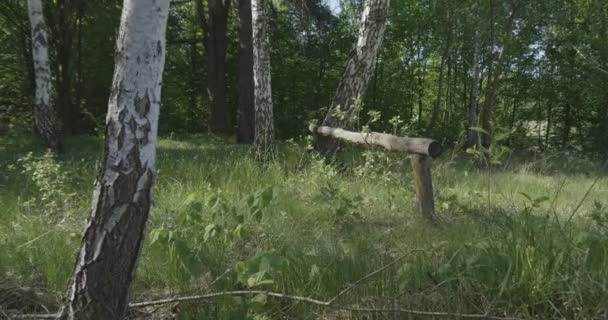 4k - neerzetten op het gras langs een groep van berken in een prachtig bos — Stockvideo