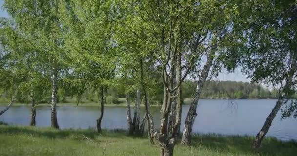 4k - grupo de abedules sobre el lago — Vídeo de stock