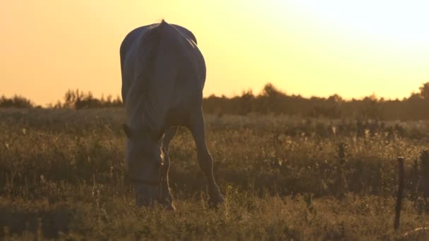 Weißes Pferd isst bei Sonnenuntergang auf dem Feld. — Stockvideo