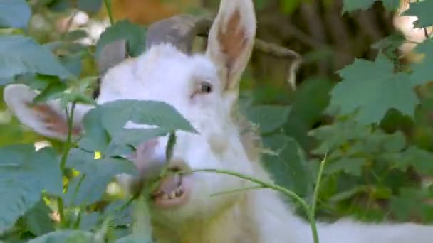 La chèvre blanche aux grosses cornes mange le buisson dans la forêt . — Video