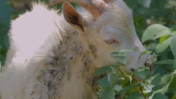 Weiße Ziege frisst Busch im Wald. — Stockvideo