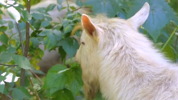 Bílá koza žere bush v lese. — Stock video