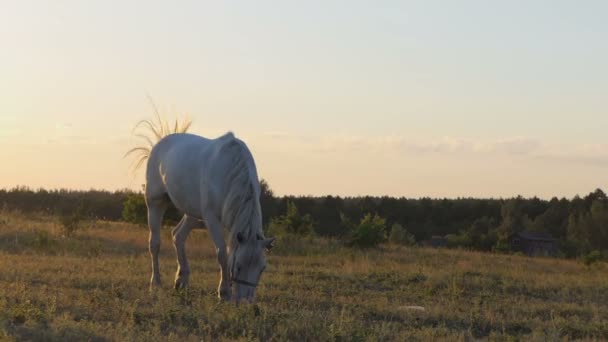 Um cavalo branco de pé em um campo em uma corrente . — Vídeo de Stock