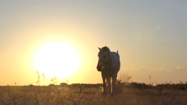 Un caballo parado en un campo en una cadena al atardecer . — Vídeo de stock