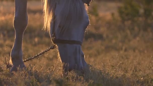 美丽的夕阳西下,令人惊奇的白马在草地上吃草. — 图库视频影像