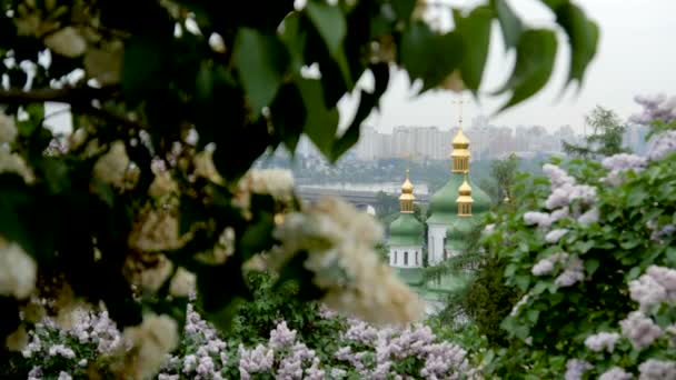 Kathedraal met gouden koepels onder bloeiende lila struiken — Stockvideo
