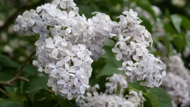 Un pequeño brote de lila blanca de cerca — Vídeos de Stock