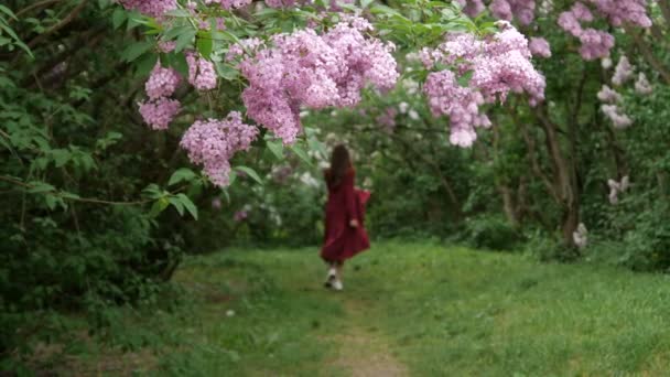 Kadın parkta blooming leylak çalılar ile gider — Stok video