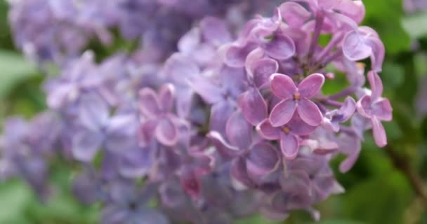 4K - Macro view of lilac flowers — Stock Video