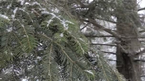 Forêt hivernale dans les montagnes. — Video