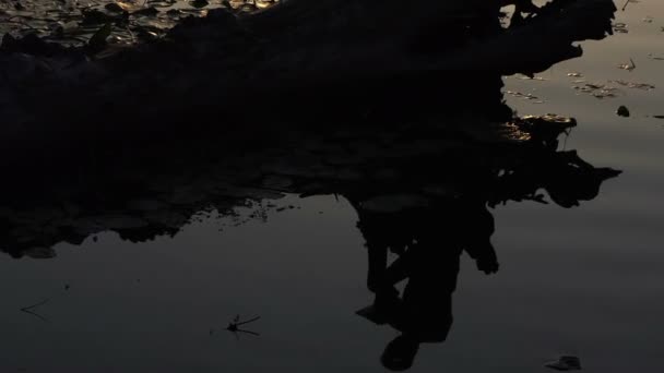 Die Reflexion eines jungen Mannes, der an einem See ein Buch liest — Stockvideo