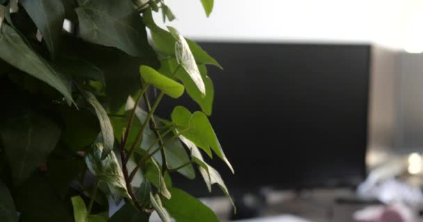 Plant in the office in the foreground, and in the background monitor. — Stock Video