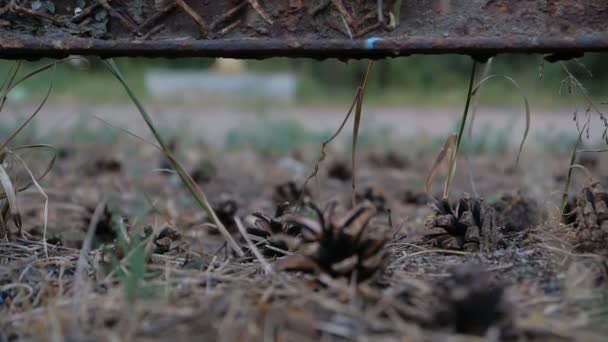 Dennenappels liggen op de grond onder het oude hek. — Stockvideo
