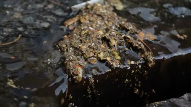 Water and leaves drain into the manhole - close up shot in slow motion. — Stock Video