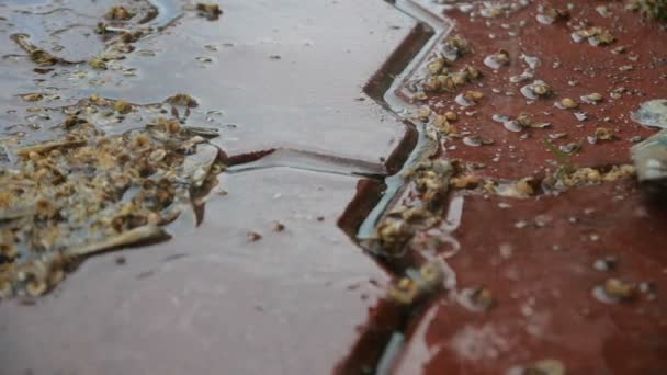 Kapky deště padají na dlaždici na ulici. Zastřelených detail v pomalém pohybu. — Stock video