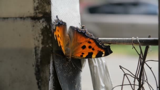 Ein Schmetterling sitzt auf einem Betonzaun in der Stadt, im Hintergrund fährt ein Auto vorbei — Stockvideo