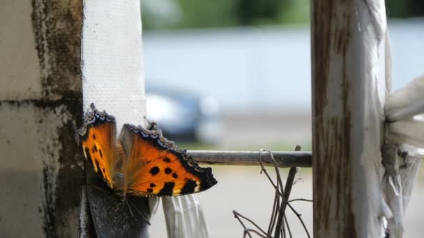 Метелик сидить на бетонному паркані в місті, автомобіль проходить на задньому плані — стокове відео