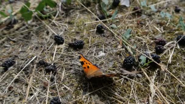Ein orangefarbener Schmetterling sitzt in Zeitlupe auf dem Boden neben der Maulbeere. — Stockvideo