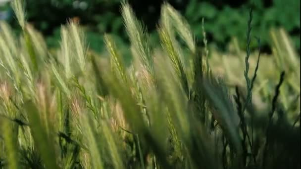 클로즈업 샷-거리에 있는 잔디의 spikelets. — 비디오