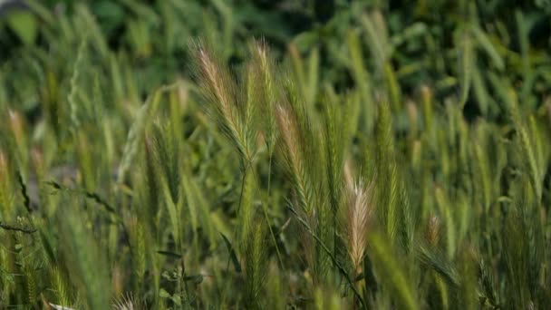 Slow motion op straat - spikelets van groen gras . — Stockvideo