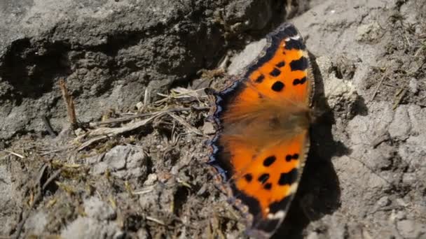 Macro-opname van de harige oranje vlinder met geopende vleugels in slow motion. — Stockvideo