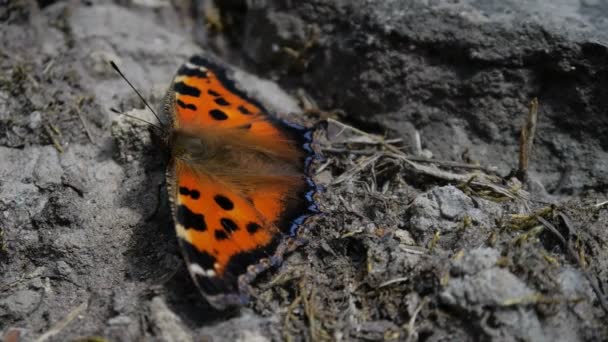 Macro-opname van de harige oranje vlinder met geopende vleugels in slow motion. — Stockvideo