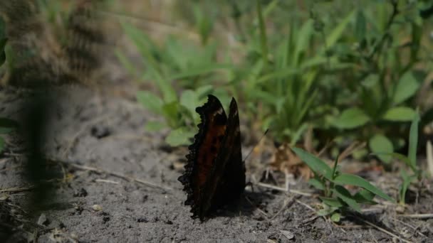 Schöner Schmetterling öffnet seine Winde in Zeitlupe — Stockvideo