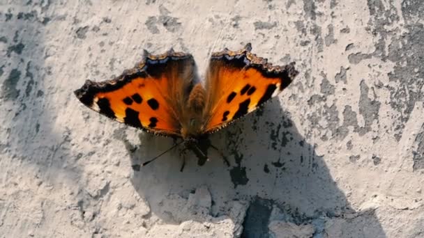 Schöner Schmetterling sitzt bei windigem Wetter in Zeitlupe auf dem Beton. — Stockvideo