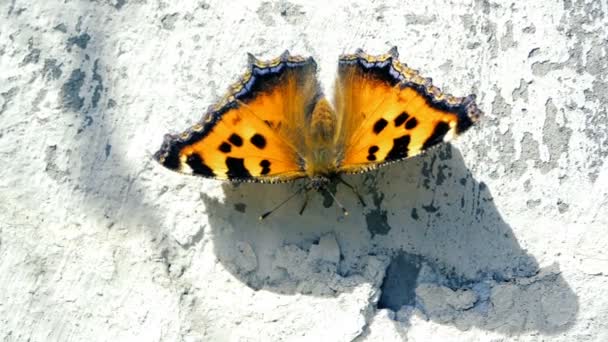 Schöner Schmetterling sitzt bei windigem Wetter in Zeitlupe auf dem Beton. — Stockvideo