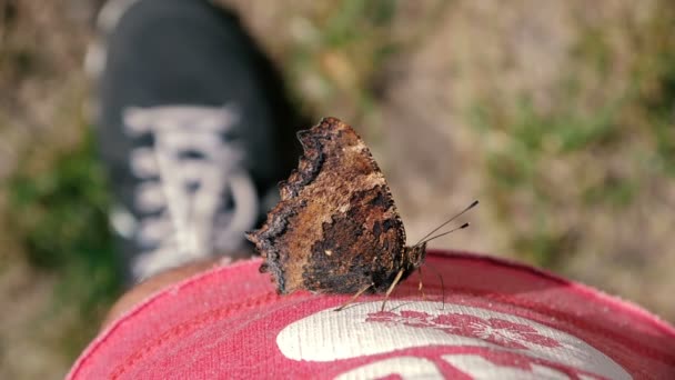 Imágenes lindas - Hermosa mariposa sentada en los pantalones cortos de los hombres — Vídeos de Stock