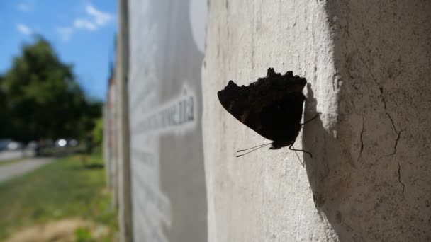 Gyönyörű pillangó ül a beton, a lassú mozgás közben szeles időjárás. — Stock videók