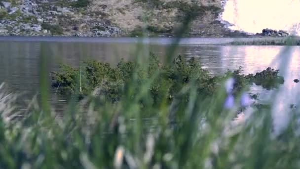 4k - Pequeño islote de arbustos de coníferas en el lago de montaña en los Cárpatos — Vídeo de stock